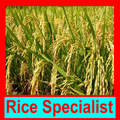 ধান বিশেষজ্ঞ ~ Rice Specialist