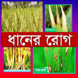 ধানের রোগ ~ Rice Diseases