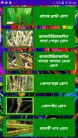 ধানের রোগ ~ Rice Diseases Affiche