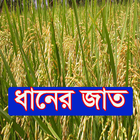 ধানের জাত ~ Rice Varieties icon