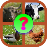 Kuis Tebak Hewan