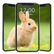 Cute Rabbit Wallpaper HD 图标