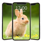 Cute Rabbit Wallpaper HD icône