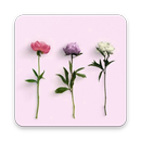 Flower Wallpaper 4K Ultra HD - Backgrounds APK