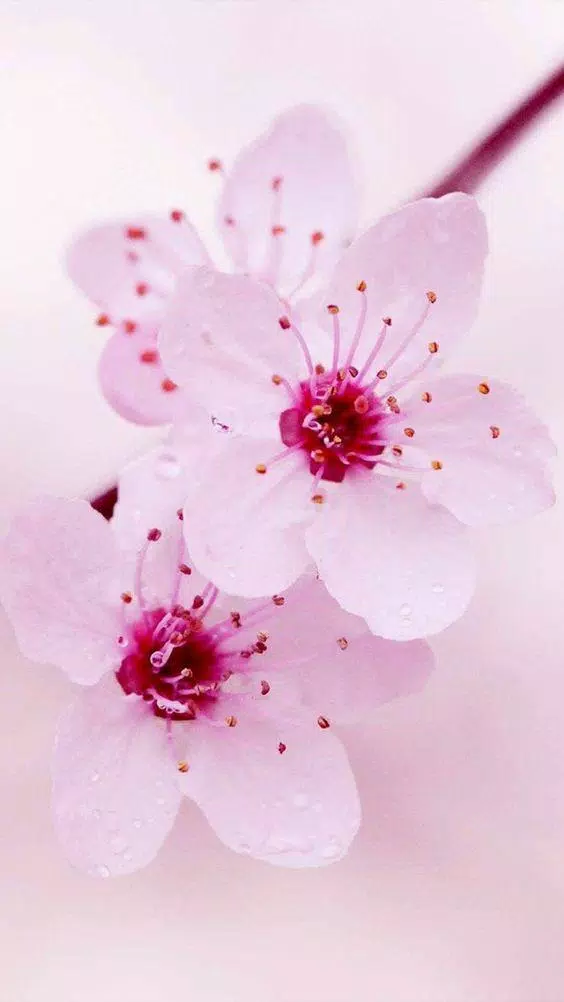 Android İndirme için Sakura - Kiraz Çiçeği Duvar Kağıtları APK