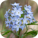 Blue Star Flower (Amsonia) Wallpaper Offline APK