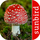 Pilz Id, Die Pilze Sammeln App ไอคอน