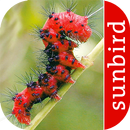 Caterpillar Id USA East Coast APK