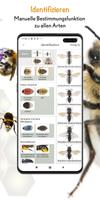 Wildbienen Id BienABest スクリーンショット 1