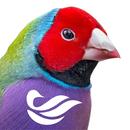 Birdly - BirdLife Australia APK