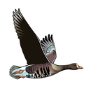 Birds of Ireland Field Guide APK