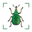 BUND Insekten Kosmos APK