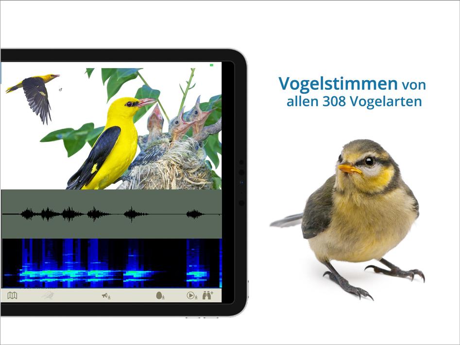 Vogelarten kennenlernen und bestimmen