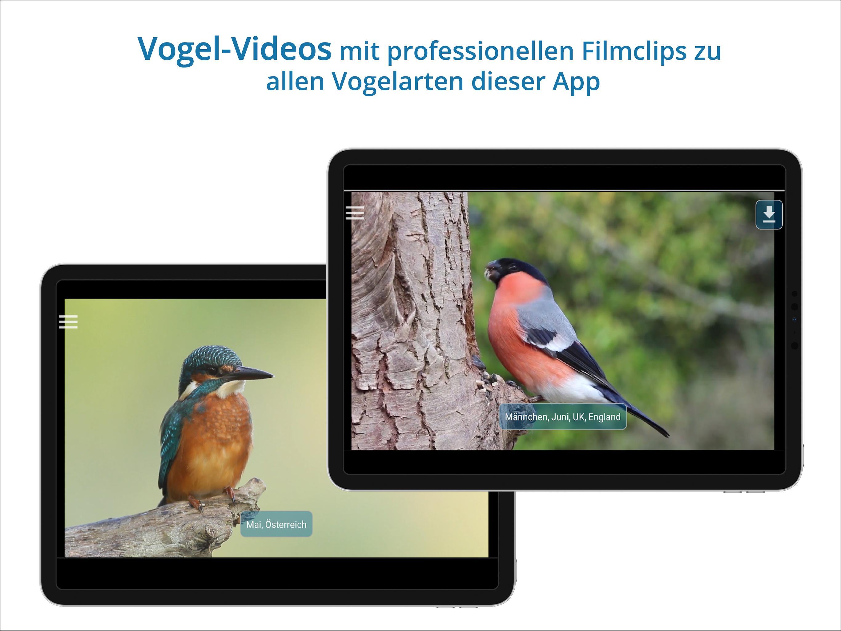 Vogelarten kennenlernen und bestimmen