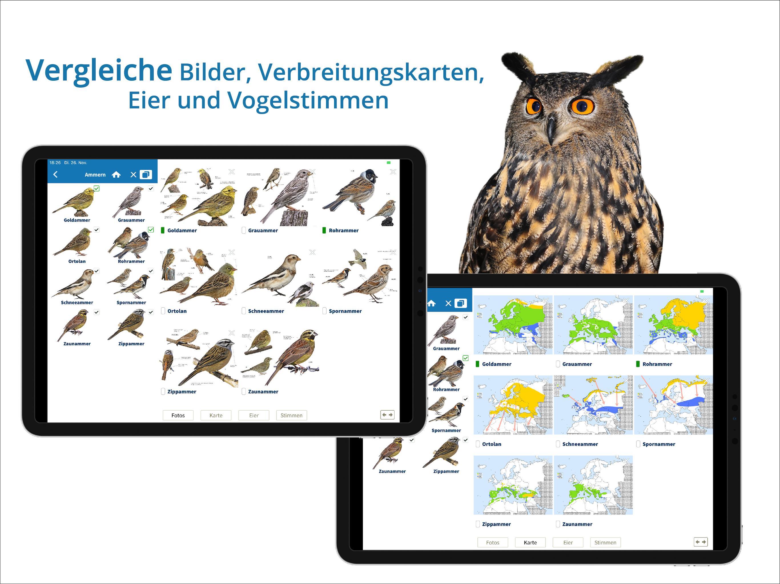 Vogelarten kennenlernen und bestimmen