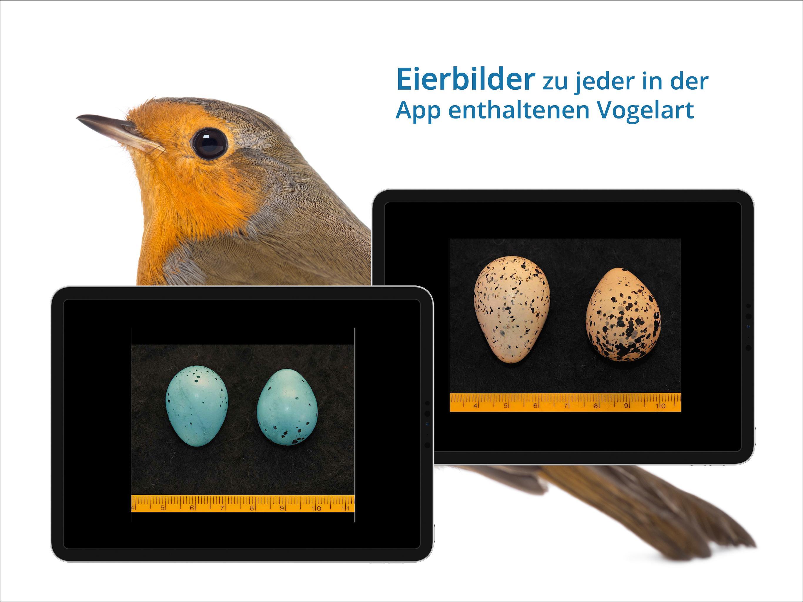Vogelarten kennenlernen und bestimmen