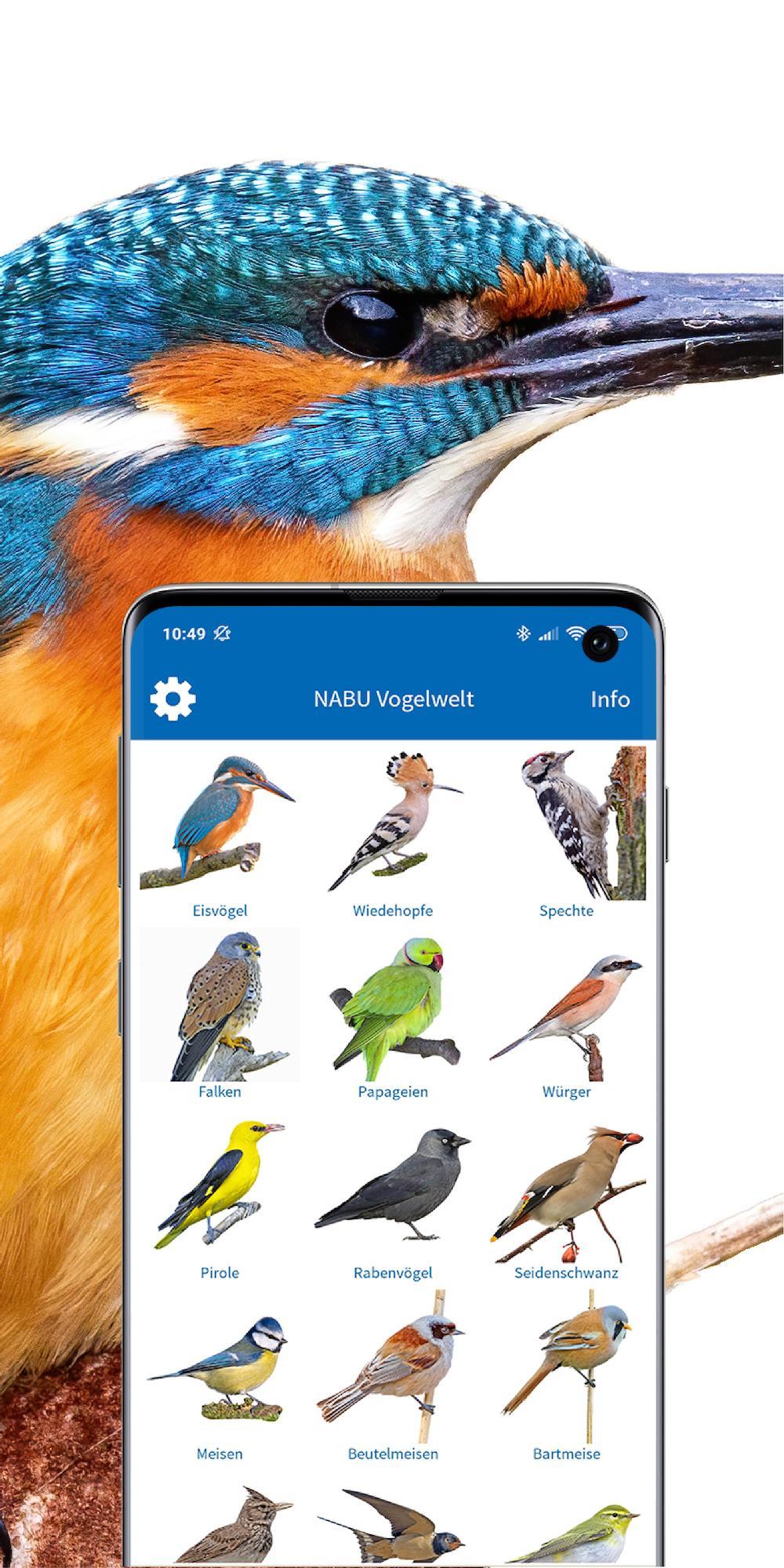 Vogelarten kennenlernen und bestimmen