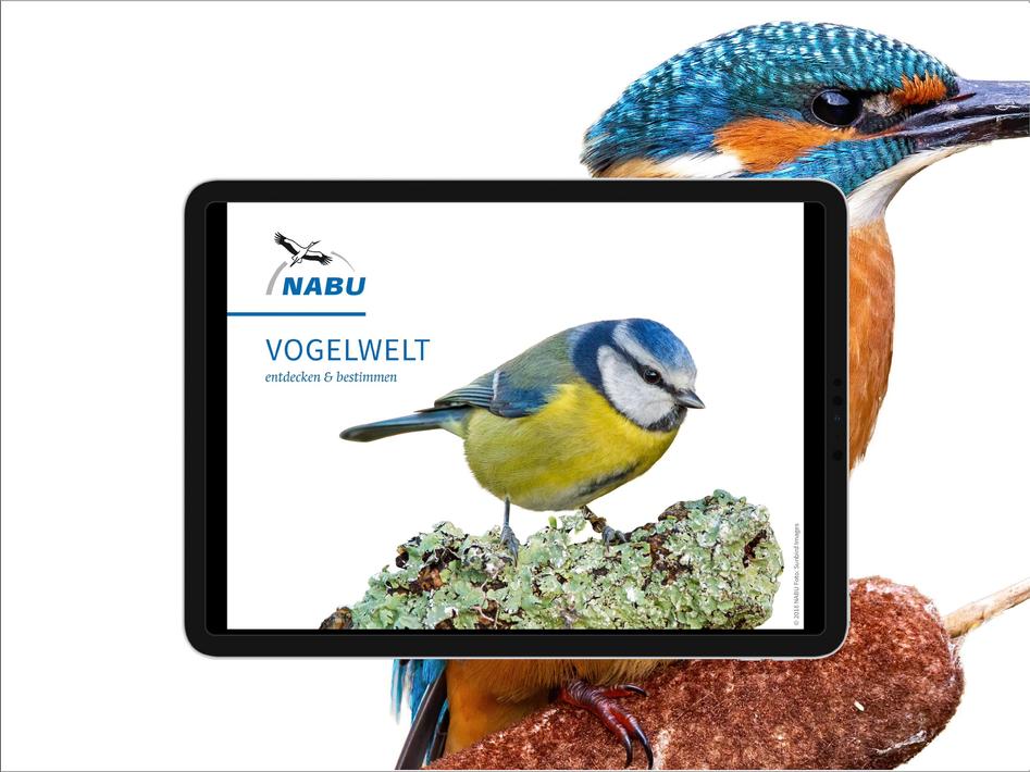 Vogelarten kennenlernen und bestimmen