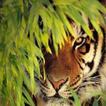 The Sundarban icon