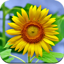 Sunflower Wallpaper HD APK