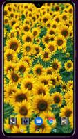 Sunflower Wallpaper capture d'écran 3