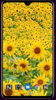 Sunflower Wallpaper capture d'écran 1