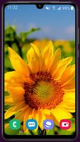 Sunflower Wallpaper 截图 2