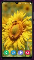 Sunflower Wallpaper 截图 3