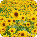 APK Sunflower HD Wallpaper