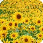 Sunflower HD Wallpaper icône
