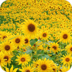 Sunflower HD Wallpaper