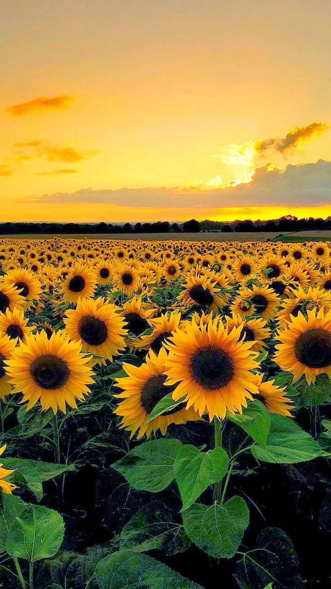 Tải xuống APK Sunflower HD Wallpaper cho Android Tải xuống APK Sunflower HD Wallpaper cho Android