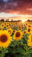 Sunflower HD Wallpaper 스크린샷 1