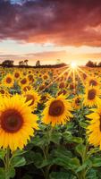 Sunflower HD Wallpaper syot layar 1