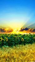 Sunflower HD Wallpaper скриншот 2