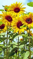 3 Schermata Sunflower HD Wallpaper