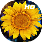 Sunflower Live Wallpapers HD أيقونة