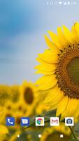 Sunflower Live Wallpapers HD 截圖 3