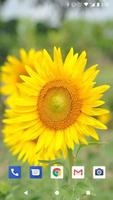 Sunflower Live Wallpapers HD syot layar 1