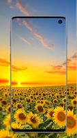 پوستر Sunflower Wallpaper