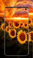 برنامه‌نما Sunflower Wallpaper عکس از صفحه