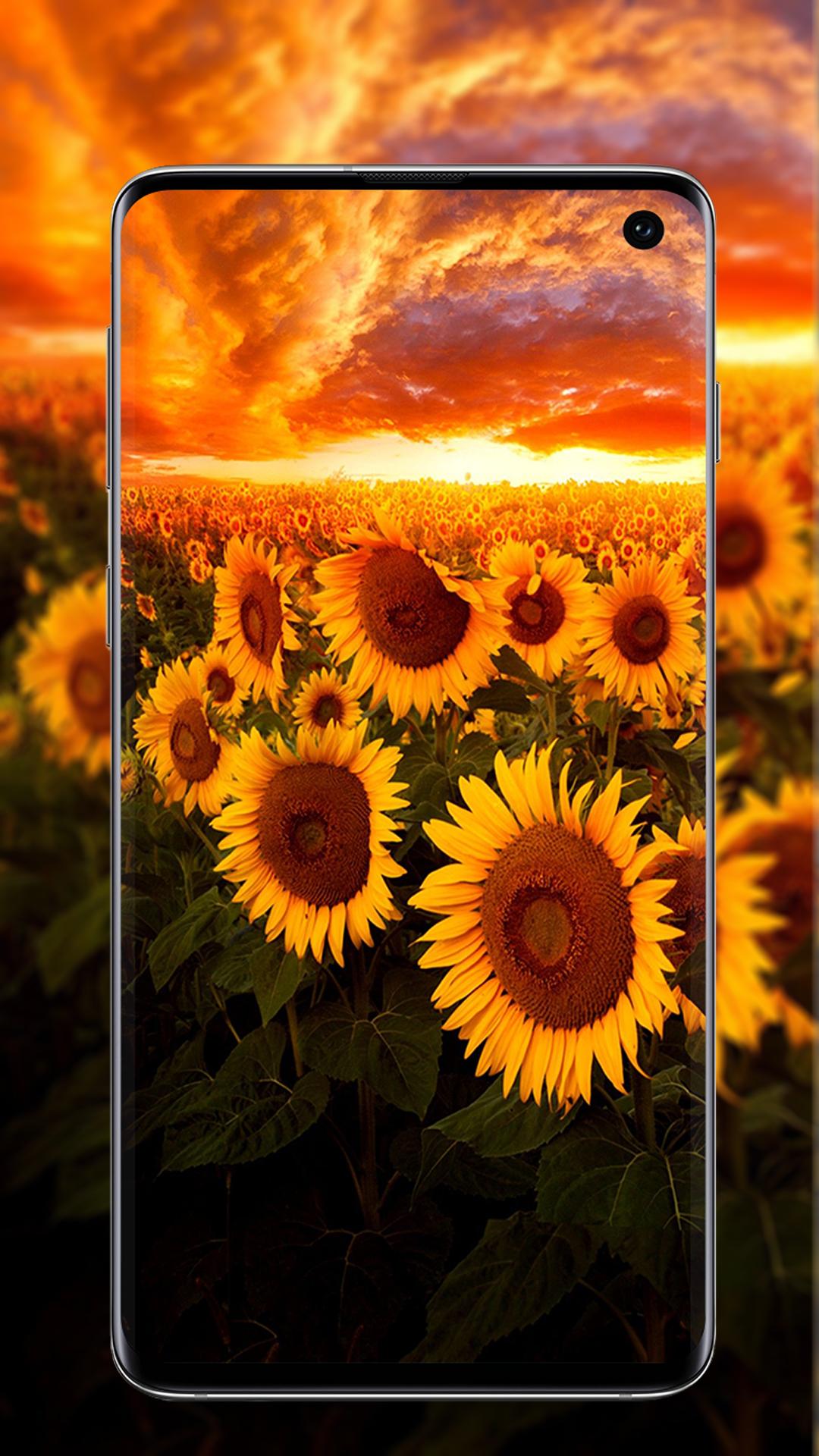 Descarga de APK de Fondos De Pantalla Girasoles para Android