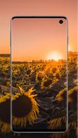 برنامه‌نما Sunflower Wallpaper عکس از صفحه