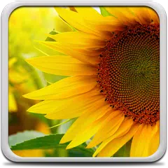 Sonnenblume Hintergrundbilder APK Herunterladen