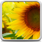 Sunflower Live Wallpaper icon