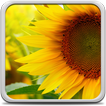 Sunflower Live Wallpaper