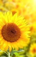 Sunflower Live Wallpaper screenshot 3