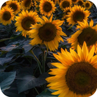 Sunflower Wallpapers – HD Backgrounds ไอคอน