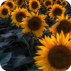 Sunflower Wallpapers – HD Backgrounds icon