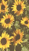 Sunflower Wallpapers – HD Backgrounds ภาพหน้าจอ 3